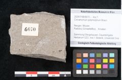 Foto (Objekt + Etikett) von Cinnamomum polymorphum Braun (NHMW-GEO-2024-0188-6670)